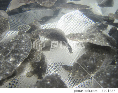 水產養殖的比目魚 水產養殖的比目魚 7401887