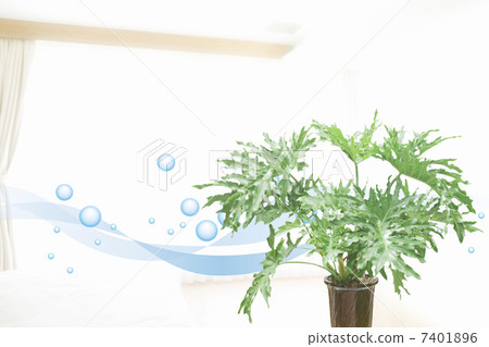 葉子植物 7401896