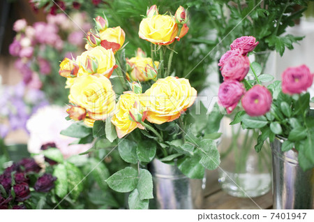 Rose (La Campanella) 7401947