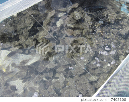 水產養殖的比目魚 水產養殖的比目魚 7402108