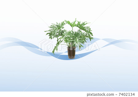 Foliage plant Foliage plant 7402134