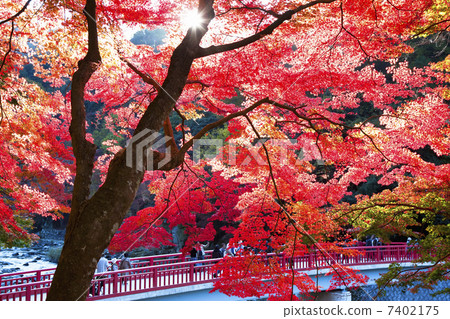 Autumn leaves of Konami River 7402175