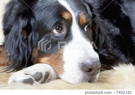 伯恩山犬 伯恩山犬 7402182