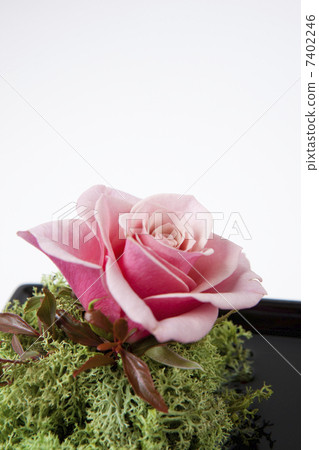 flower arrangement  7402246