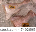 鮮魚片 7402695