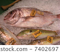 鮮魚 7402697