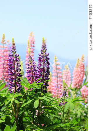 羽扇豆 羽扇豆 7403275