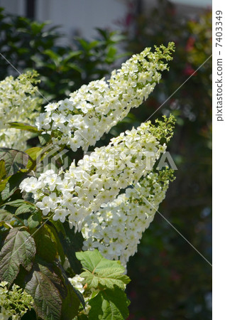 Western hydrangea 7403349