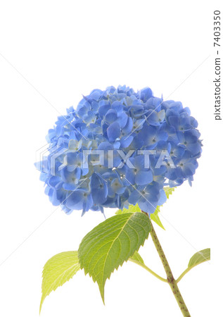  hydrangea 7403350