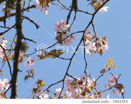 Ezo Yamazakura的Sandimusikui 7403355