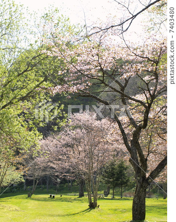 北海道釧路町Kuribo公園的櫻花 北海道釧路町Kuribo公園的櫻花 7403480