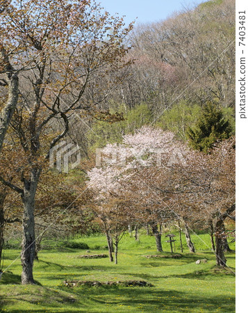 北海道釧路町Kuribo公園的櫻花 7403481