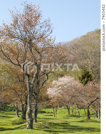 北海道釧路町Kuribo公園的櫻花 北海道釧路町Kuribo公園的櫻花 7403482