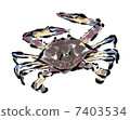 移民蟹 7403534