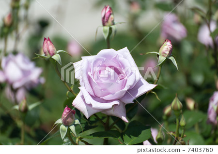 Rose varieties (Blue Moon) Rose varieties (Blue Moon) 7403760