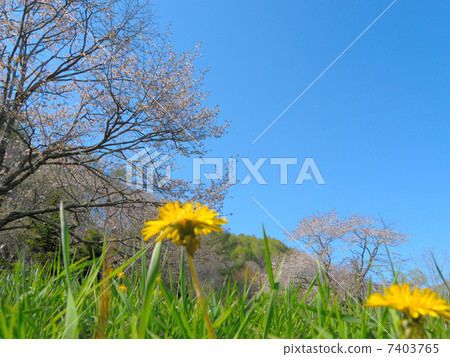 北海道釧路町Kuribo公園的櫻花 7403765