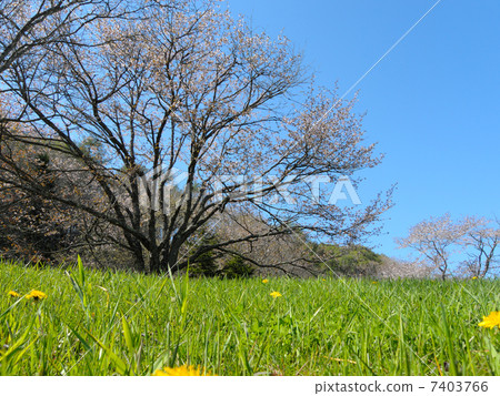 北海道釧路町Kuribo公園的櫻花 北海道釧路町Kuribo公園的櫻花 7403766