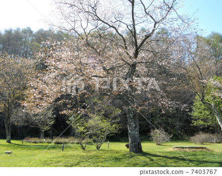 北海道釧路町Kuribo公園的櫻花 7403767