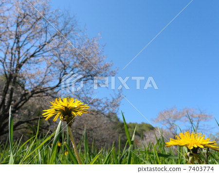 蒲公英和藍天 蒲公英和藍天 7403774