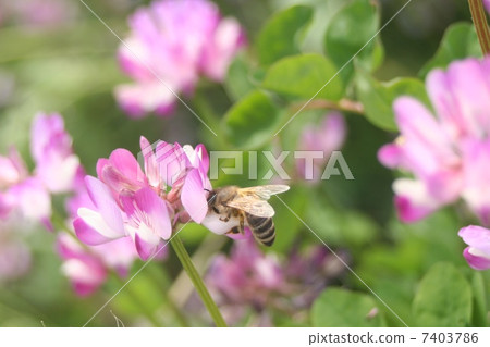 蓮花和蜜蜂 7403786