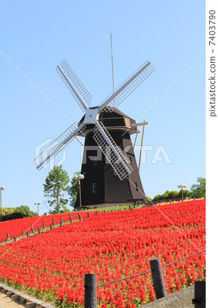 Windmill and salvia of Osaka Hanamori Memorial Park 7403790
