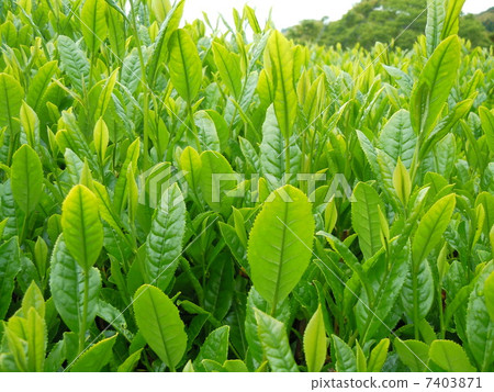 新茶 7403871