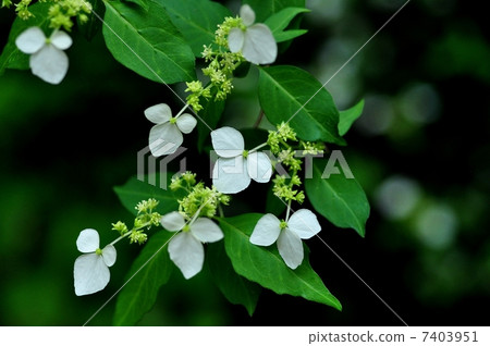 Koga Tutsugi 7403951