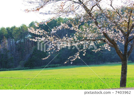 Spring of Inawashiro Spring of Inawashiro 7403962