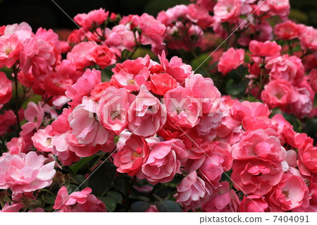 Rose varieties Angela Rose varieties Angela 7404091
