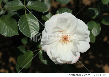 Rose variety Princess of Wales 7404105