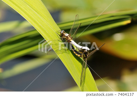 Mating of Shioyatombo 7404137