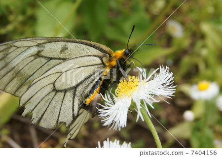 Umbaiageha（Ustba蠶）的雌性與交配囊 7404156