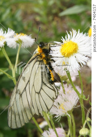 Umbaiageha(Ustba蠶)的雌性與交配囊 Umbaiageha(Ustba蠶)的雌性與交配囊 7404157