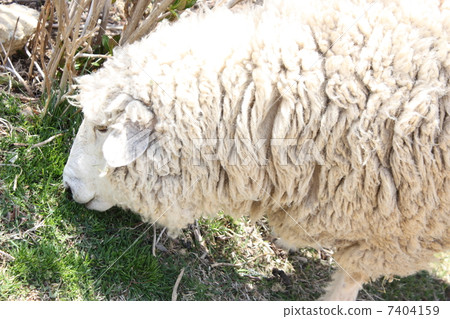 sheep  7404159