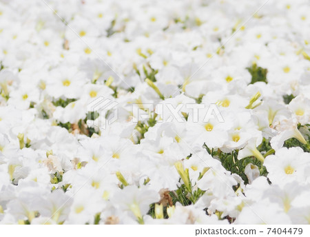 Petunia Petunia 7404479