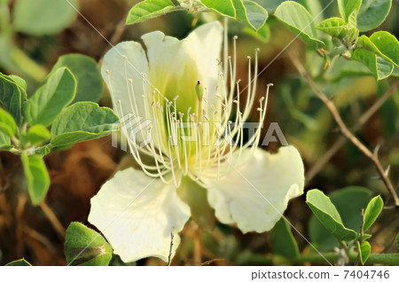 Purple capparis flower (Capparis herbacea) Purple capparis flower (Capparis herbacea) 7404746