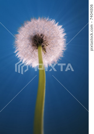 dandelion blowball rays blue 7404806