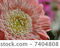 非洲菊花 7404808