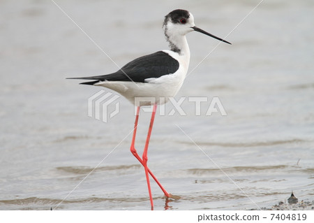 黑翅高蹺 黑翅高蹺 7404819