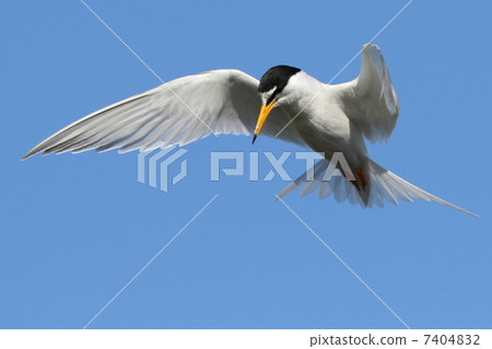 Little tern 7404832