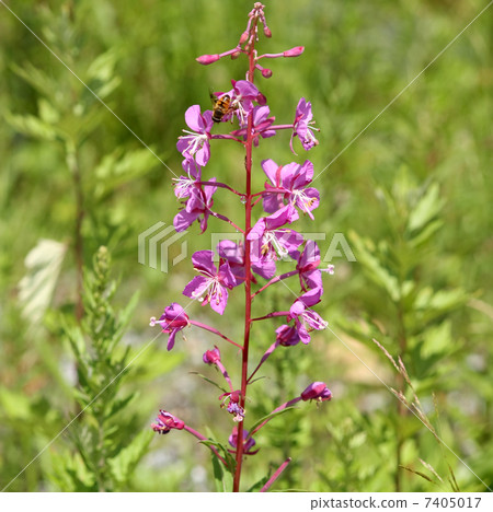 Yanagiran Yanagiran 7405017