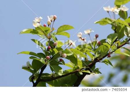 三叶海棠 植物 蓝天