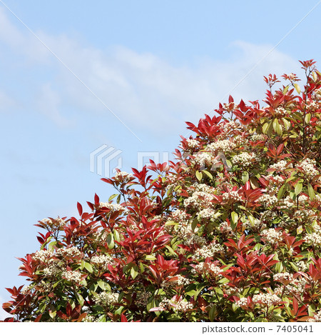 Benikanamemochi Benikanamemochi 7405041