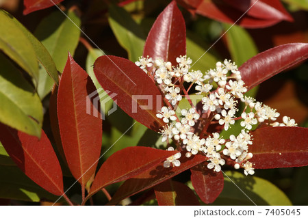 Benikanamemochi Benikanamemochi 7405045