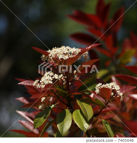 Benikanamemochi Benikanamemochi 7405046