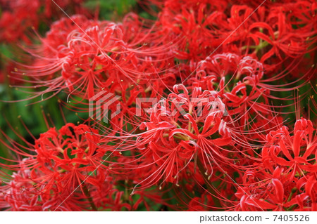 Cluster amaryllis Cluster amaryllis 7405526
