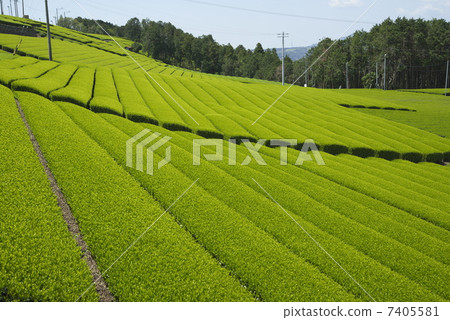 茶的領域 茶的領域 7405581
