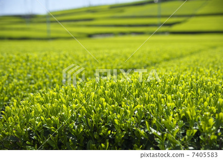 茶的領域 茶的領域 7405583