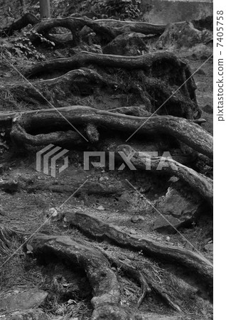 root root 7405758