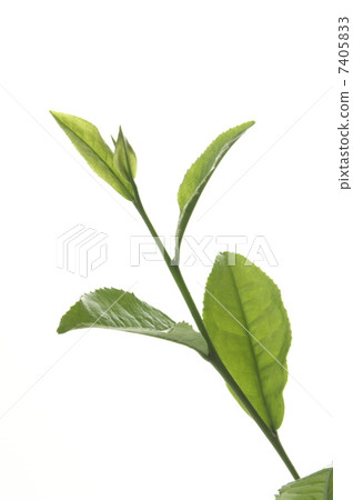 Tea leaves Tea leaves 7405833